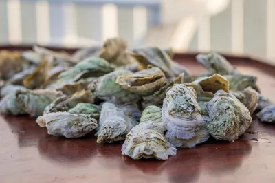Study reveals $12 trillion potential from restored oyster reefs