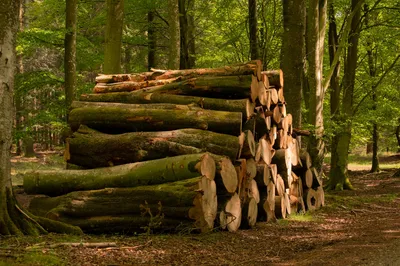 Verra IFM Methodology Eligible under Singapore’s Carbon Credit Framework